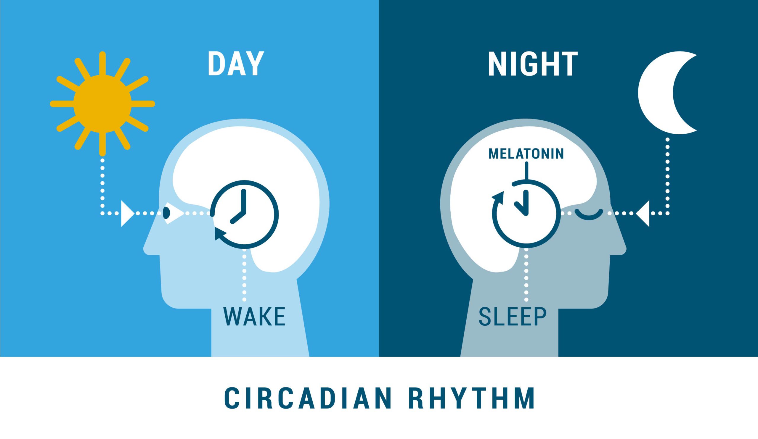 Healthy circadian rhythm-Livpure Sleep